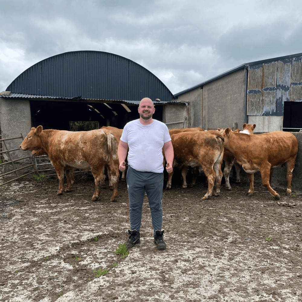 12 Stunning In-Calf Red Roan Heifers