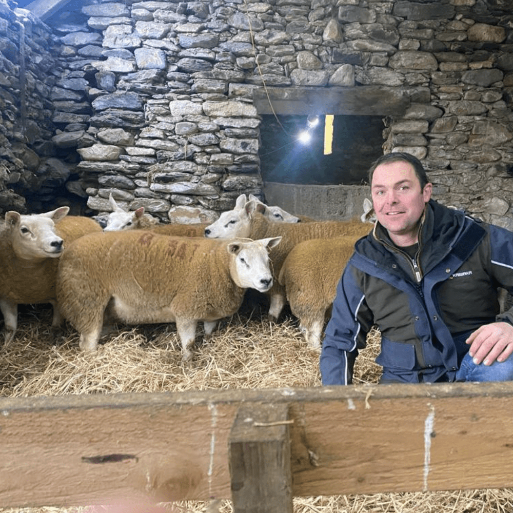 8 Pedigree Registered In lamb Texel ewes from Loughash (Rock) and the Quarry flocks